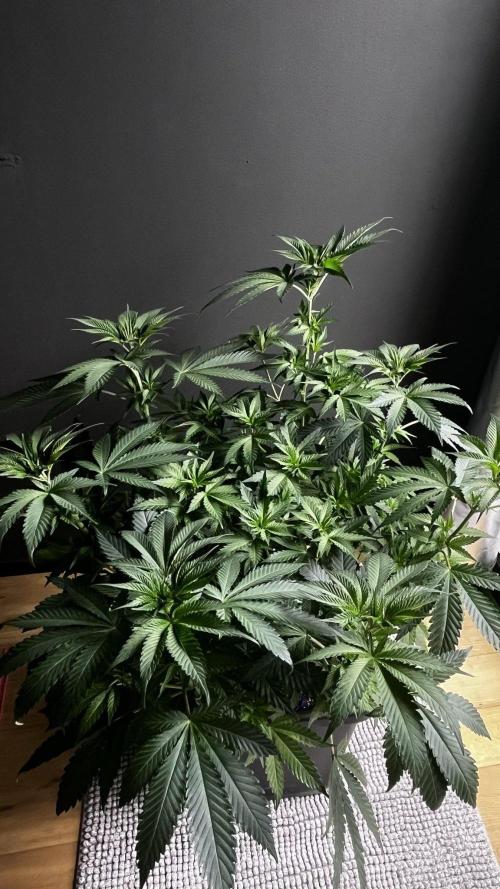 Grow 6.3 | Mendo Dope Farms | Skoochie. Week 7