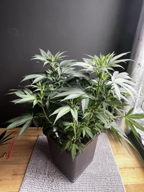 Grow 6.3 | Mendo Dope Farms | Skoochie. Week 7