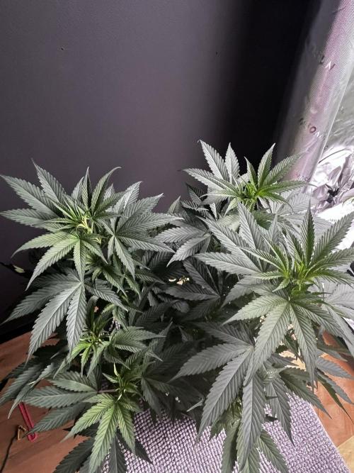 Grow 6.3 | Mendo Dope Farms | Skoochie. Week 7