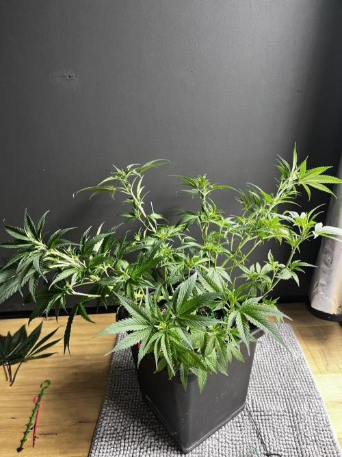 Grow 6.3 | Mendo Dope Farms | Skoochie. Week 7