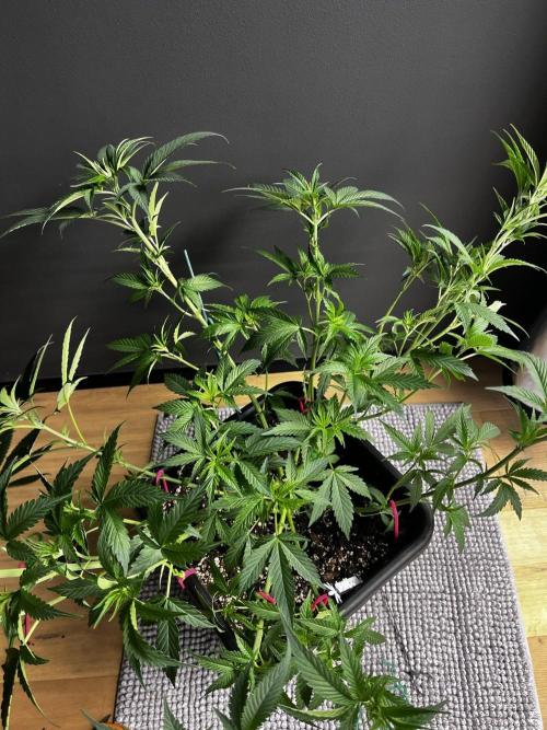 Grow 6.3 | Mendo Dope Farms | Skoochie. Week 7