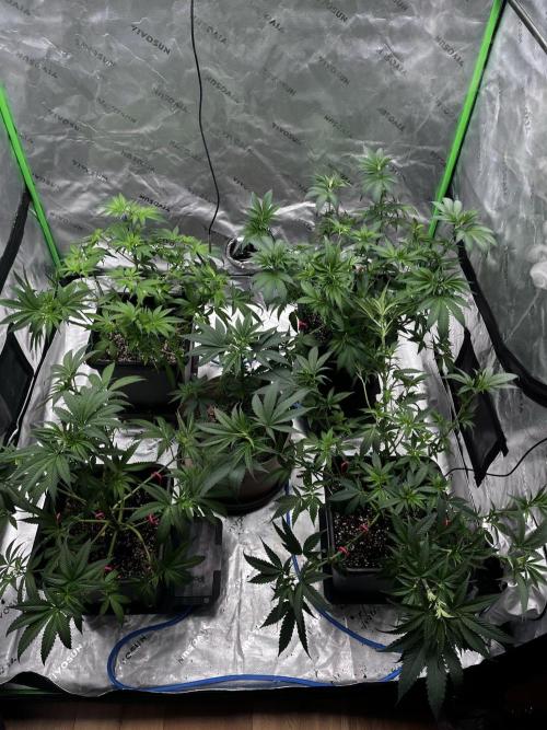 Grow 6.3 | Mendo Dope Farms | Skoochie. Week 7