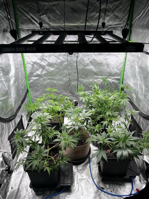 Grow 6.3 | Mendo Dope Farms | Skoochie. Week 7