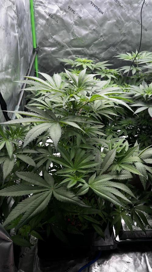 Grow 6.3 | Mendo Dope Farms | Skoochie. Week 8