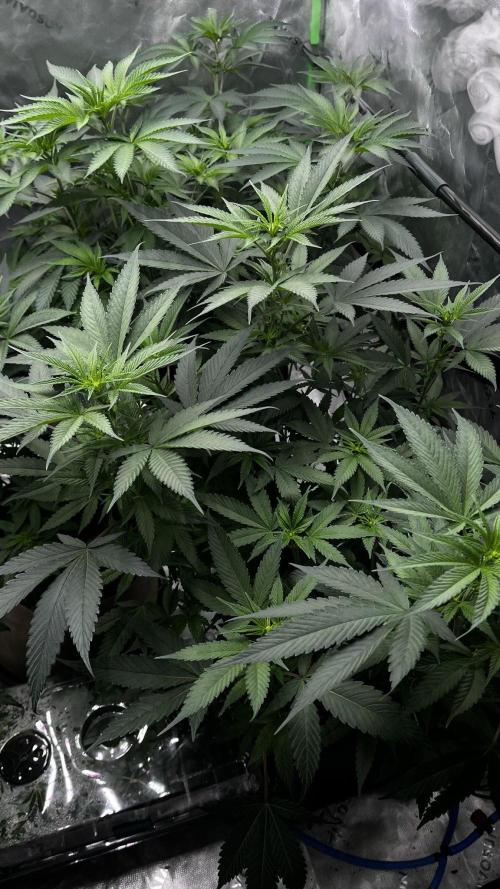 Grow 6.3 | Mendo Dope Farms | Skoochie. Week 8