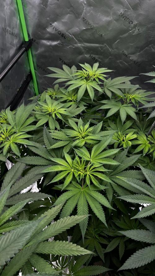 Grow 6.3 | Mendo Dope Farms | Skoochie. Week 8