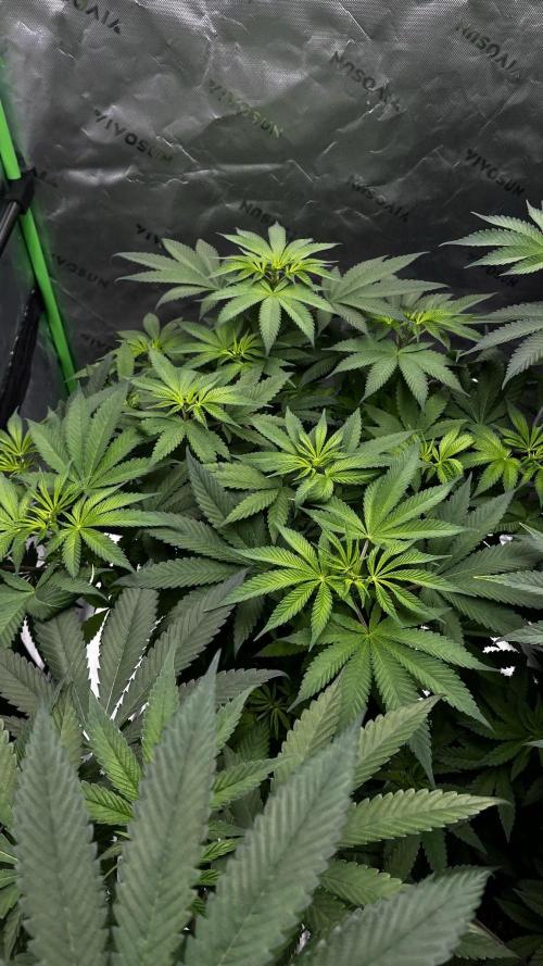 Grow 6.3 | Mendo Dope Farms | Skoochie. Week 8