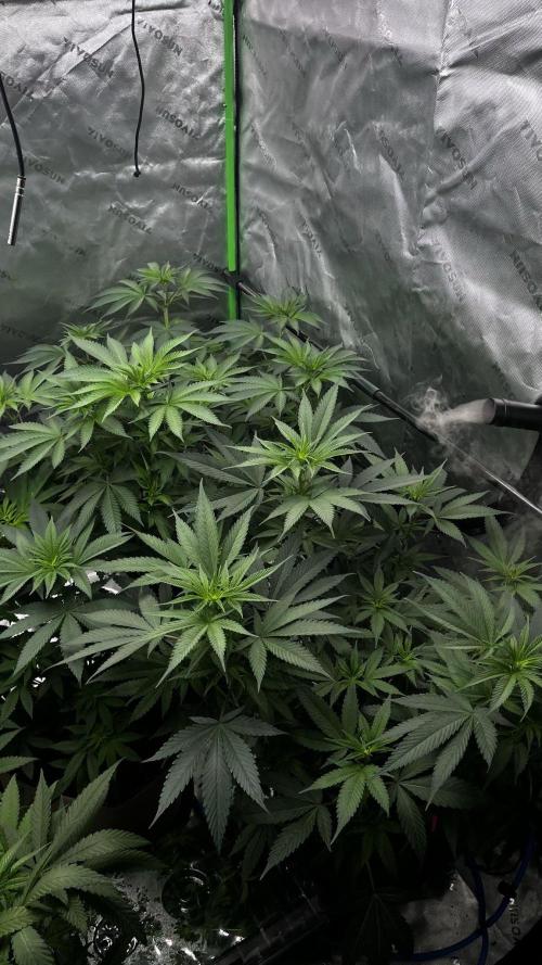 Grow 6.3 | Mendo Dope Farms | Skoochie. Week 8