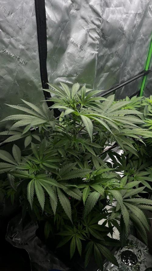 Grow 6.3 | Mendo Dope Farms | Skoochie. Week 8