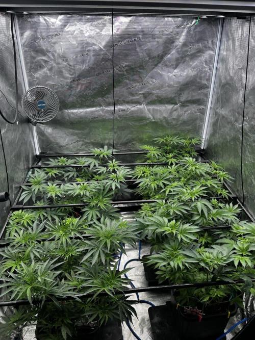 Grow 6.2 | Doctors Choice | Black Mamba. Week 7