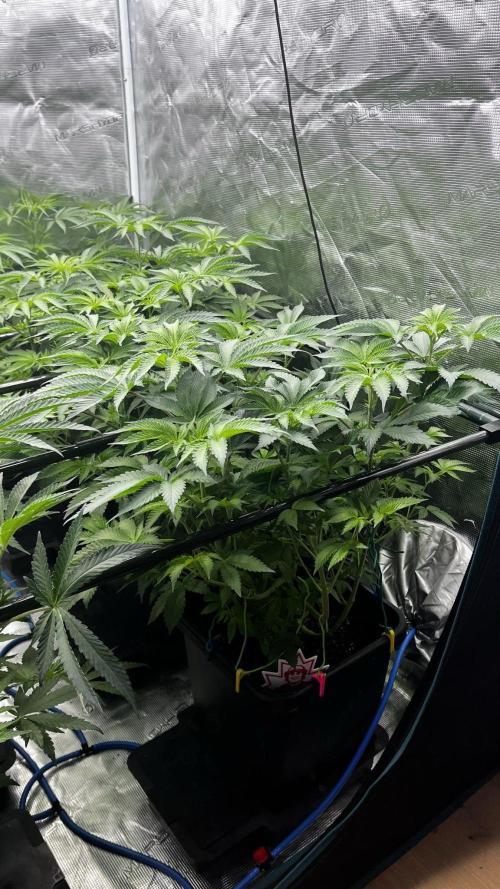 Grow 6.2 | Doctors Choice | Black Mamba. Week 7