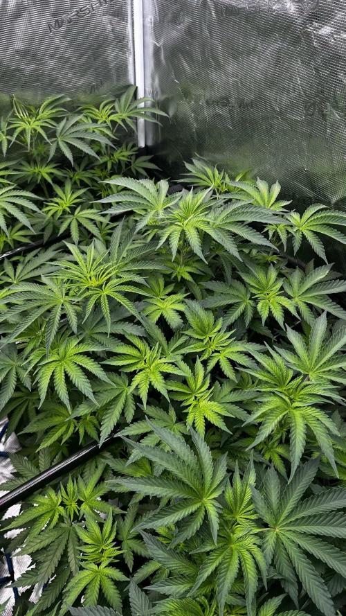 Grow 6.2 | Doctors Choice | Black Mamba. Week 7