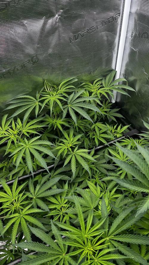 Grow 6.2 | Doctors Choice | Black Mamba. Week 7