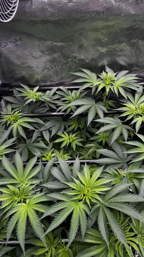 Grow 6.2 | Doctors Choice | Black Mamba. Week 7