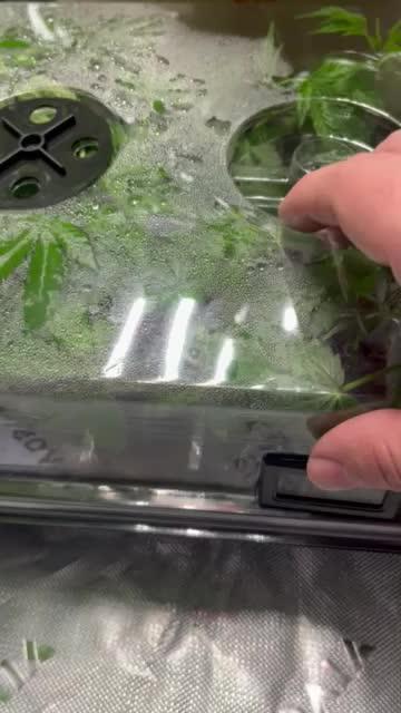 Grow 6.2 | Doctors Choice | Black Mamba