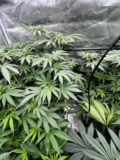 Grow 6.3 | Mendo Dope Farms | Skoochie. Week 9