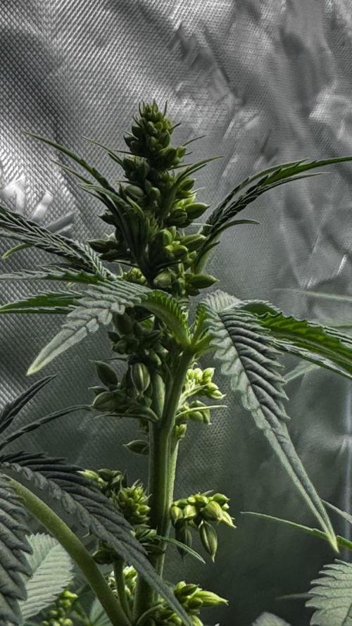 Grow 6.3 | Mendo Dope Farms | Skoochie. Week 9