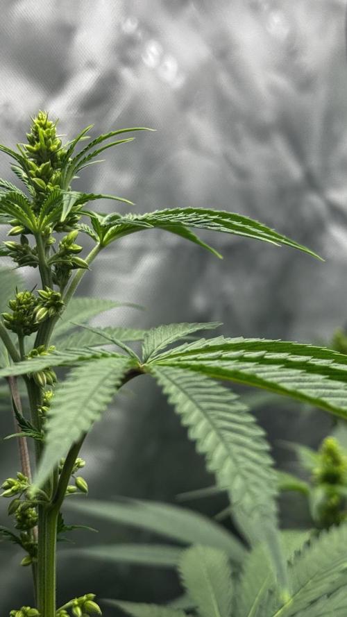 Grow 6.3 | Mendo Dope Farms | Skoochie. Week 9