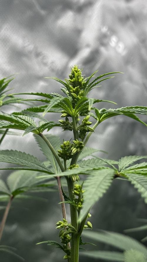 Grow 6.3 | Mendo Dope Farms | Skoochie. Week 9