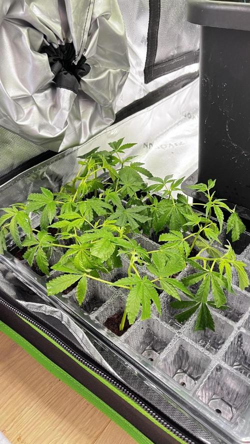 Grow 6.2 | Doctors Choice | Black Mamba. Week 8