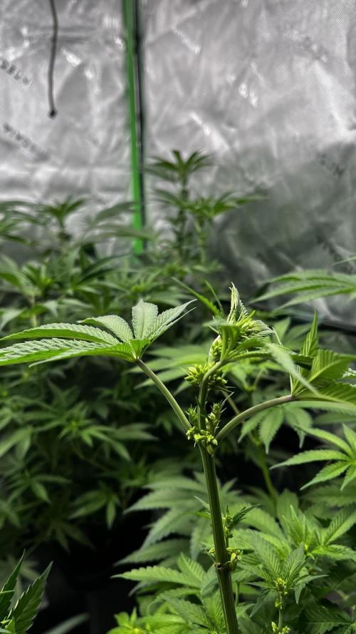 Grow 6.2 | Doctors Choice | Black Mamba. Week 8