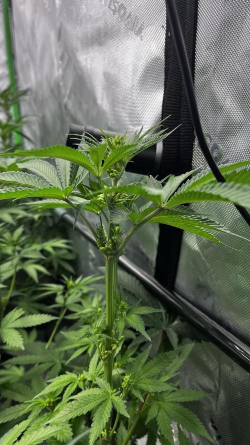 Grow 6.2 | Doctors Choice | Black Mamba. Week 8