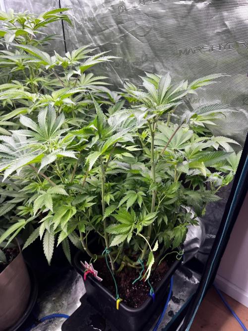 Grow 6.2 | Doctors Choice | Black Mamba. Week 8