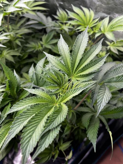 Grow 6.2 | Doctors Choice | Black Mamba. Week 8