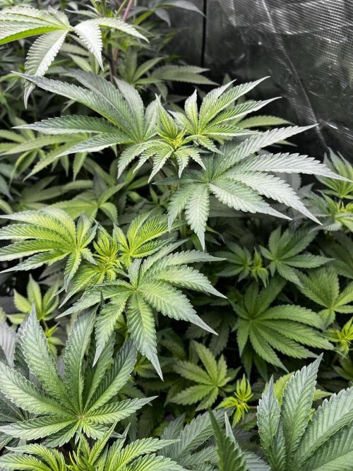 Grow 6.2 | Doctors Choice | Black Mamba. Week 8