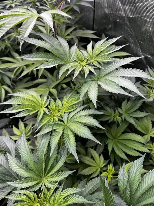 Grow 6.2 | Doctors Choice | Black Mamba. Week 8