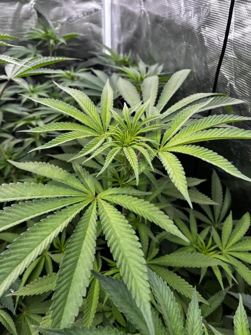 Grow 6.2 | Doctors Choice | Black Mamba. Week 8