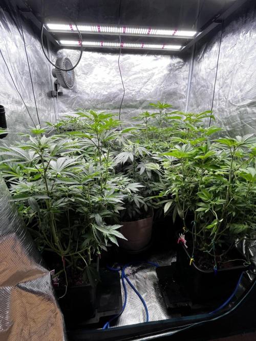 Grow 6.2 | Doctors Choice | Black Mamba. Week 8