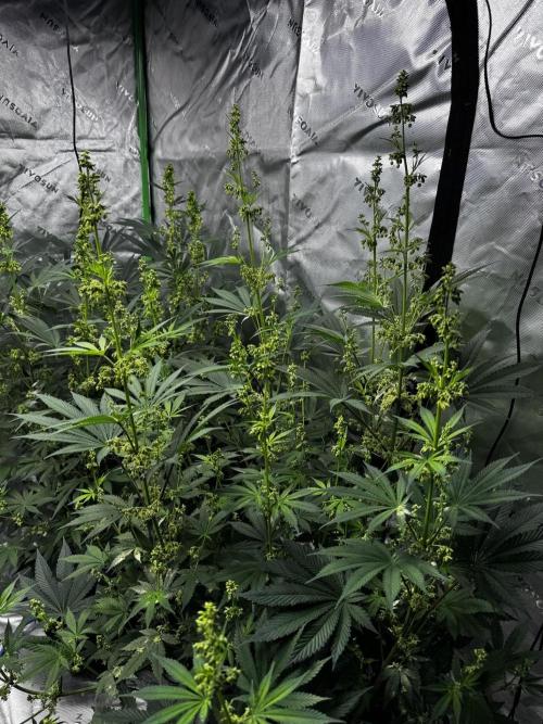 Grow 6.2 | Doctors Choice | Black Mamba. Week 9