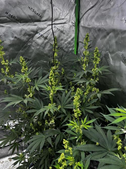 Grow 6.2 | Doctors Choice | Black Mamba. Week 9