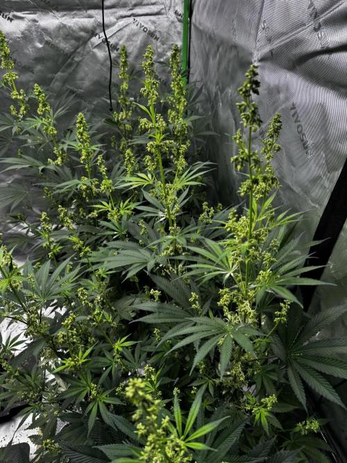 Grow 6.2 | Doctors Choice | Black Mamba. Week 9