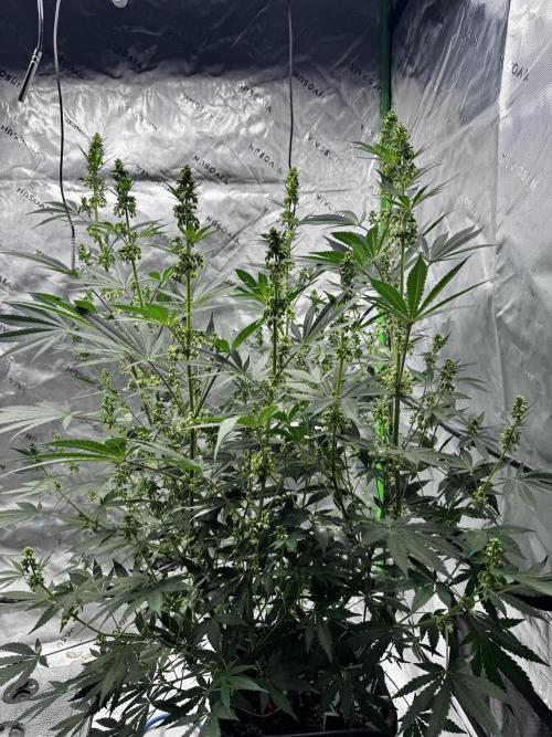 Grow 6.2 | Doctors Choice | Black Mamba. Week 9