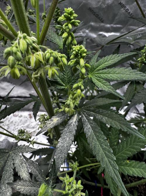 Grow 6.2 | Doctors Choice | Black Mamba. Week 9