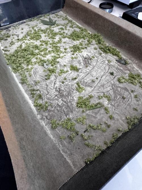 Grow 6.2 | Doctors Choice | Black Mamba. Week 9