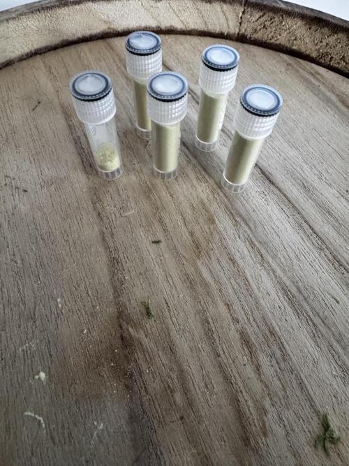 Grow 6.2 | Doctors Choice | Black Mamba. Week 9