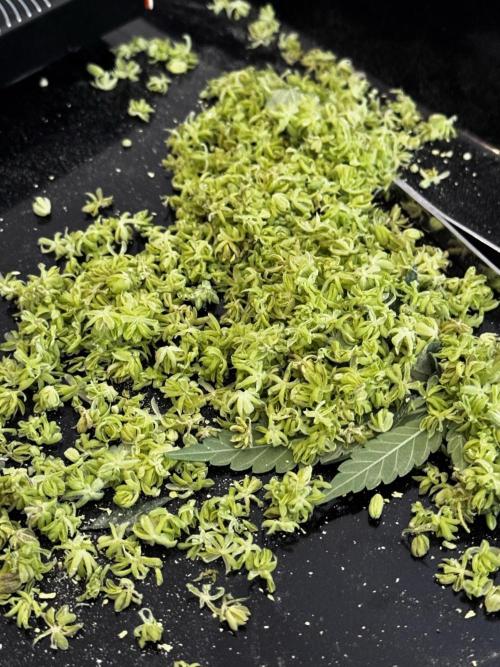 Grow 6.2 | Doctors Choice | Black Mamba. Week 9