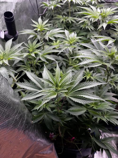 Grow 6.3 | Mendo Dope Farms | Skoochie. Week 10