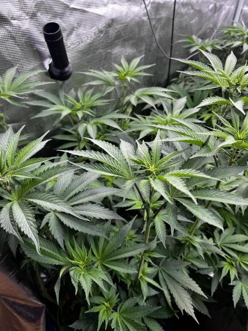 Grow 6.3 | Mendo Dope Farms | Skoochie. Week 10