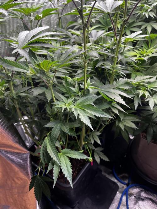 Grow 6.3 | Mendo Dope Farms | Skoochie. Week 10