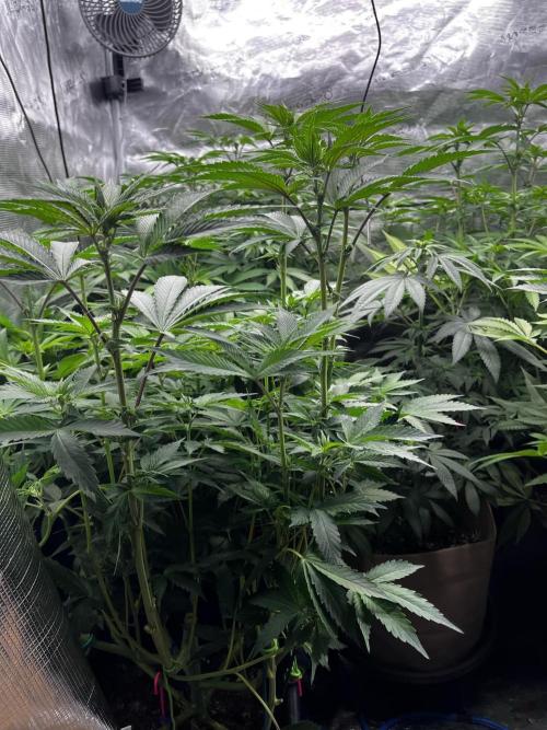 Grow 6.3 | Mendo Dope Farms | Skoochie. Week 10