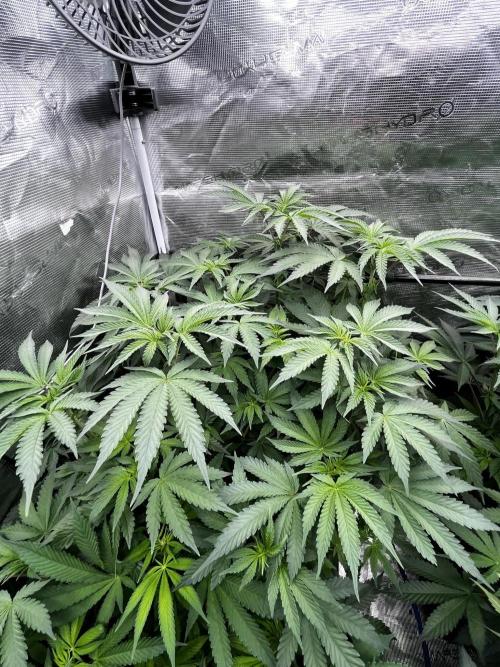 Grow 6.3 | Mendo Dope Farms | Skoochie. Week 10