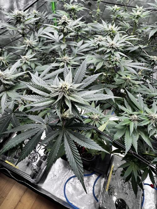 Grow 6.3 | Mendo Dope Farms | Skoochie. Week 11