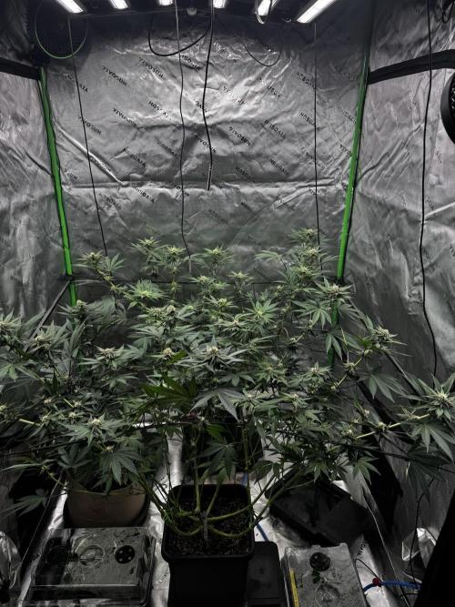 Grow 6.3 | Mendo Dope Farms | Skoochie. Week 11