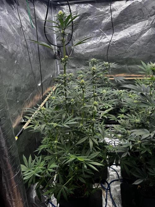 Grow 6.3 | Mendo Dope Farms | Skoochie. Week 11