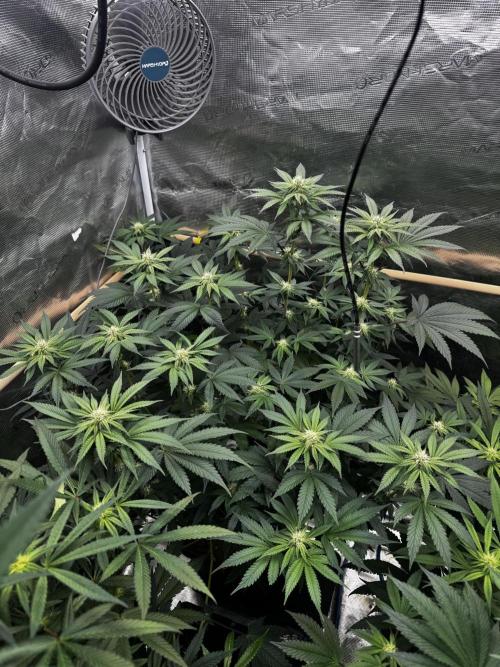 Grow 6.3 | Mendo Dope Farms | Skoochie. Week 11