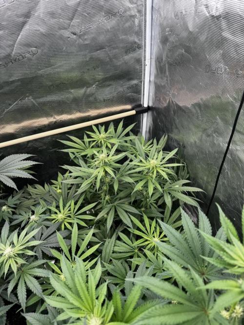 Grow 6.3 | Mendo Dope Farms | Skoochie. Week 11